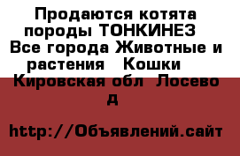 Продаются котята породы ТОНКИНЕЗ - Все города Животные и растения » Кошки   . Кировская обл.,Лосево д.